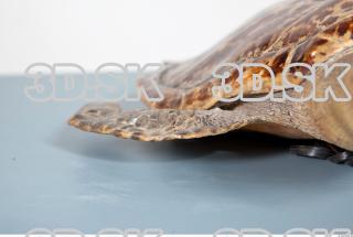 Turtle leg photo reference 0058